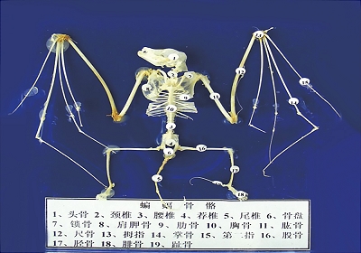 蒙臺(tái)梭利教具 蝙蝠骨骼標(biāo)